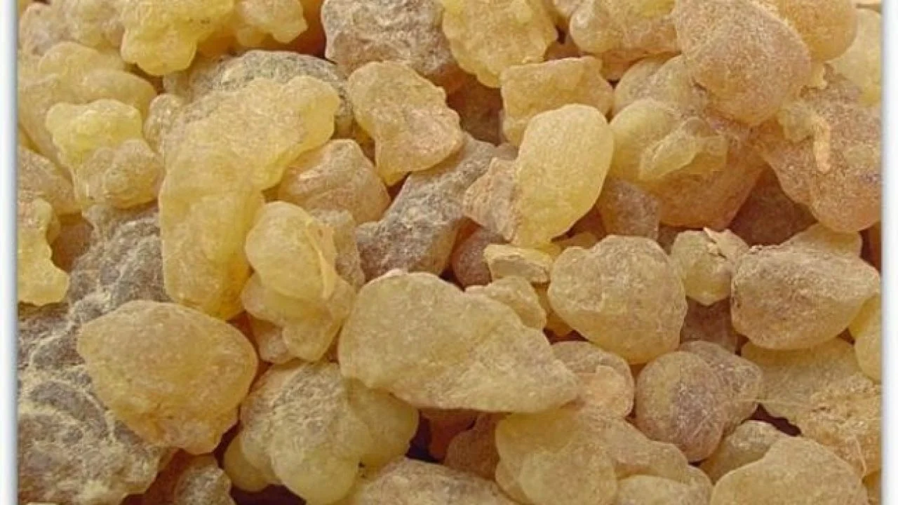 فوائد اللبان الدكر