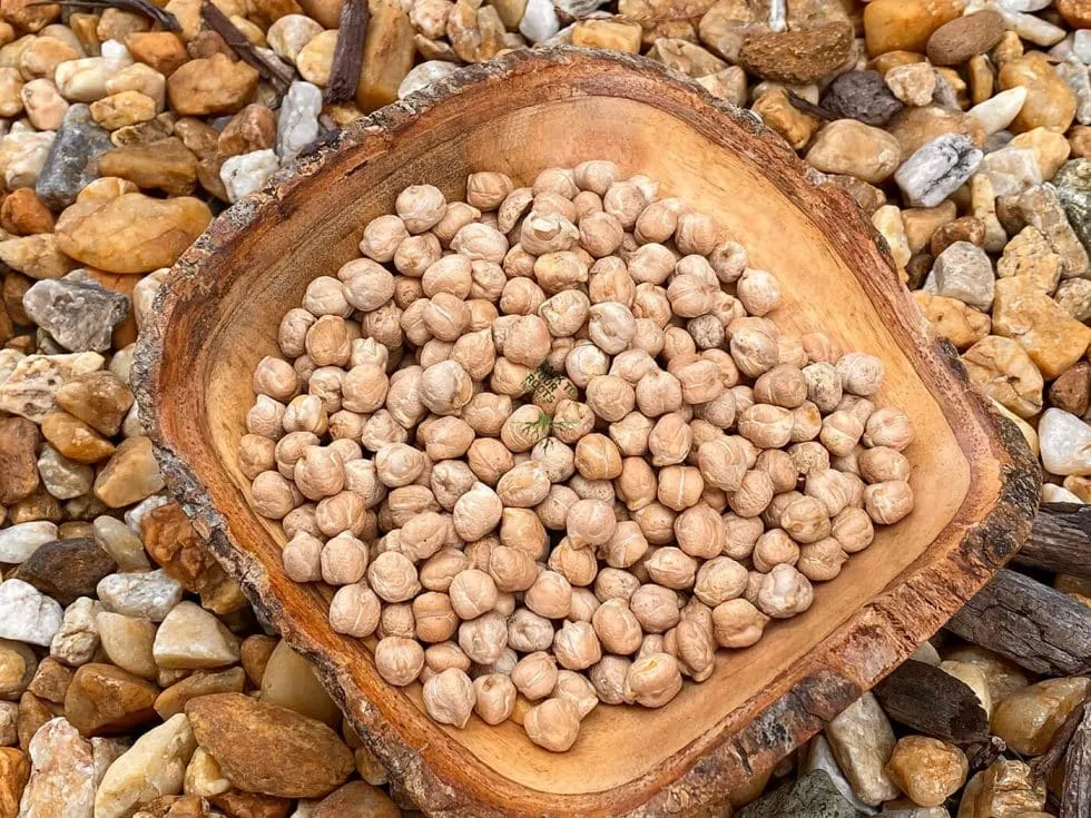 بذور الاكبيا