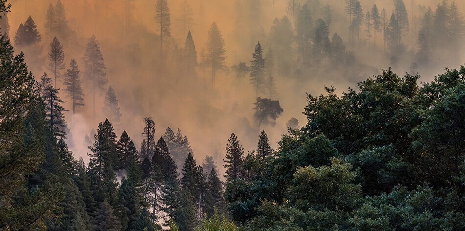 سر حرائق أمريكا