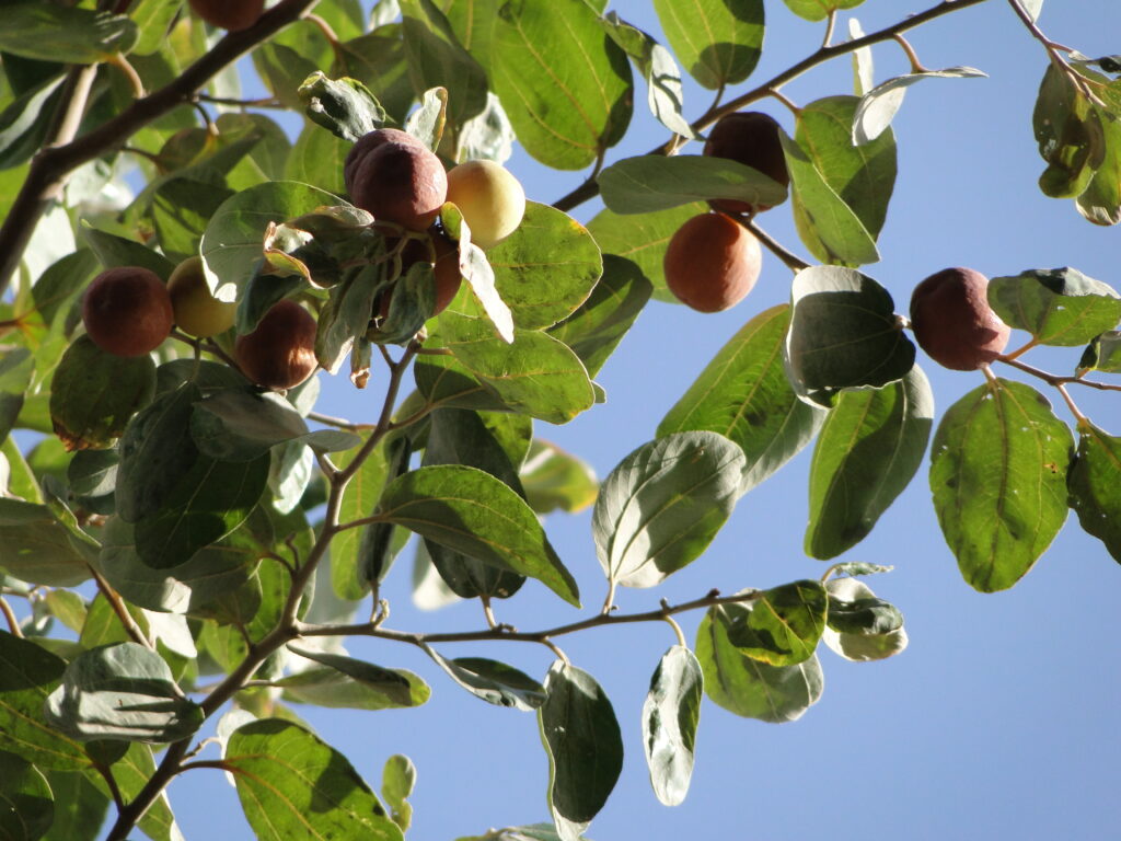 فوائد السدر للشعر