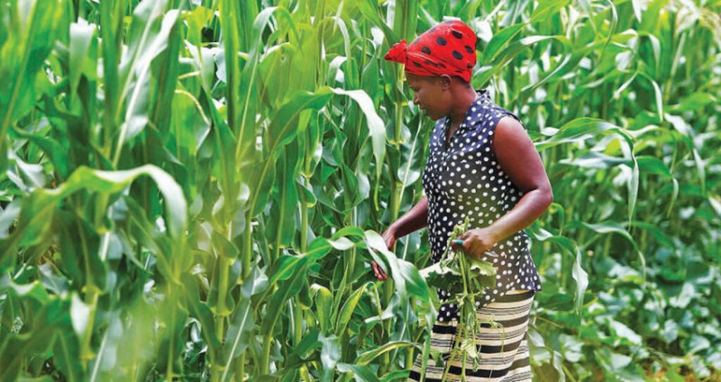 السودان سلة غذاء العالم