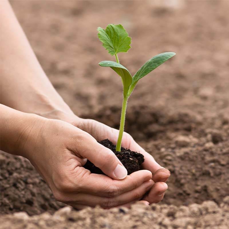 مبادرة زراعة مليون شجرة