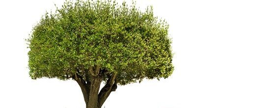 مبادرة زراعة مليون شجرة