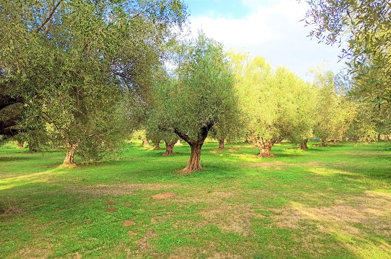 متى زراعة الزيتون