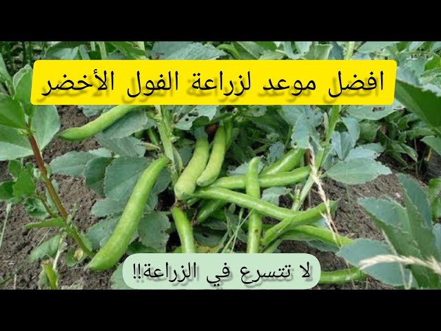 متى زراعة الفول