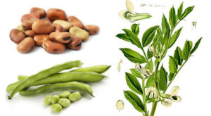 متى زراعة الفول