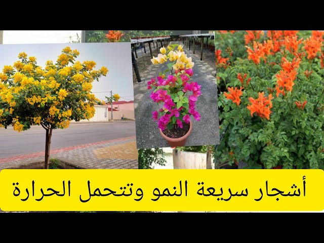 أشجار تتحمل الحرارة