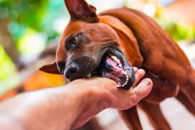 اعراض عضة الكلب