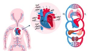 حجم ثقب القلب عند الرضيع