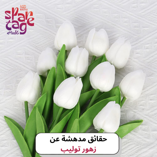 حقائق مدهشة عن زهور توليب