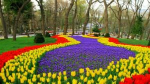 زهور التوليب 