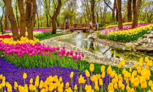 زهور التوليب 