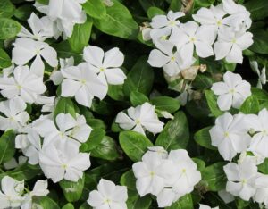 زهور تتحمل الحرارة