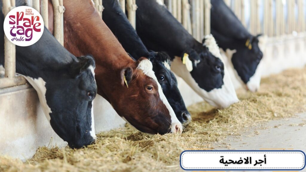 شراء اضحية العيد، عيد الأضحى