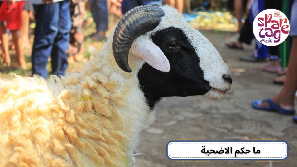 أضحية العيد، شراء اضحية العيد، أضحية
