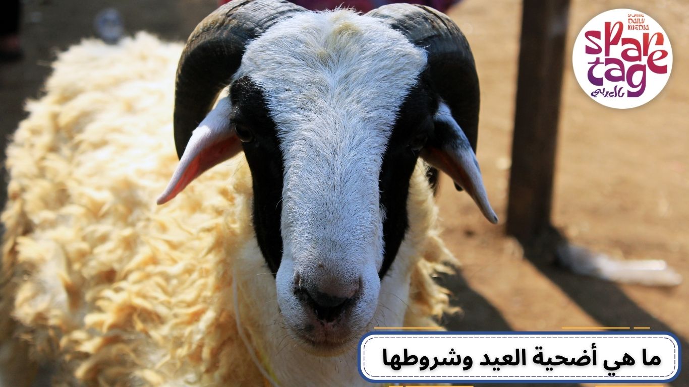 شراء اضحية العيد، أضحية، عيد الأضحى، أضحية العيد