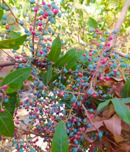 السياحة البيئية في سوريا: محميات طبيعية وأماكن خضراء