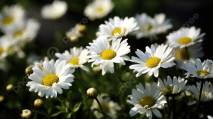 أفضل 10 أنواع من الورود التي يمكن وراعتها في الشتاء