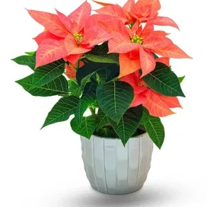 زراعة الورد البلدي في الشتاء: خطوات النجاح وأسرار العناية"