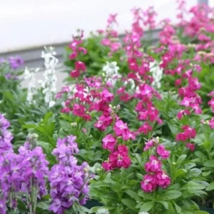 أفضل 10 أنواع من الورود التي يمكن وراعتها في الشتاء