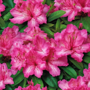 قائمة بأشهر الورود التي يمكن زراعتها في الأصص خلال الشتاء