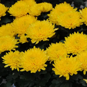 ورود الشتاء