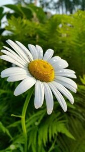 ورود زاهية في الشتاء البارد