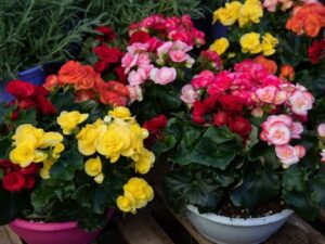 أنواع ورود تزهر شتاءً البيجونيا الشتوية