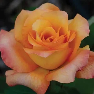 أنواع الورود المقاومة للصقيع التي تناسب حدائق الشتاء"