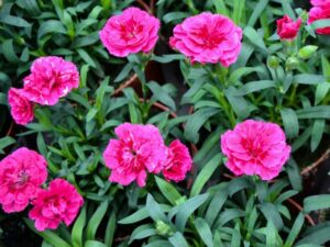 ورود شتوية القرنفل الشتوي