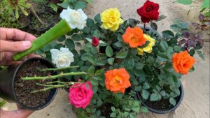 قائمة بأشهر الورود التي يمكن زراعتها في الأصص خلال الشتاء