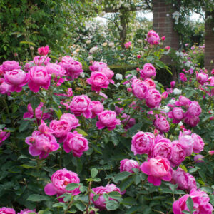 زهرة الشتاء الأنيقة