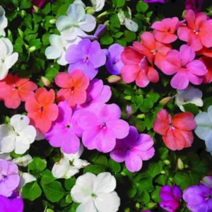 ورود شتوية بألوان زاهية