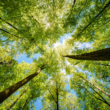 السياحة البيئية الفاخرة