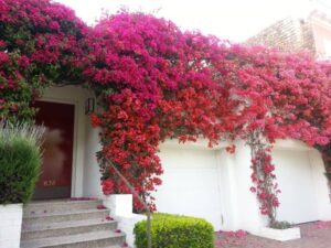 الورد المتسلق: خيارات مثالية للزراعة في الشتاء