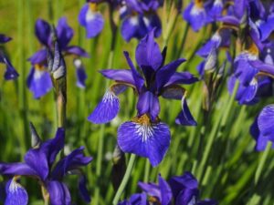 أفضل الورود التي تتحمل الأمطار وتزهر في الشتاء