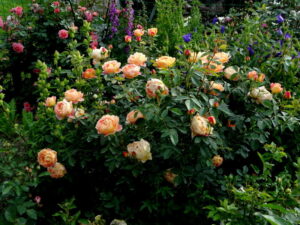 ورود إنجليزية شتوية