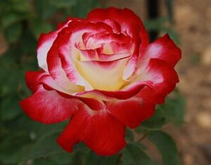 ورود عطرية تزهر شتاء