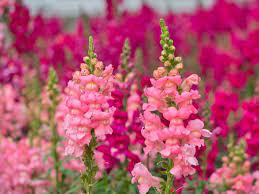 ورود شتوية زاهية