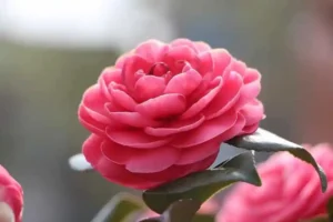 أفضل الورود التي تتحمل الأمطار وتزهر في الشتاء