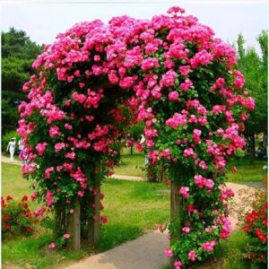 أنواع الورود المقاومة للصقيع التي تناسب حدائق الشتاء" 