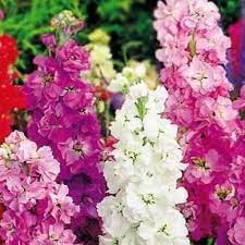 ورود الشتاء الزاهية