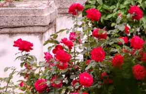 أفضل الورود التي تتحمل الأمطار وتزهر في الشتاء