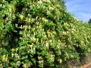 الورد الشتوي المتسلق