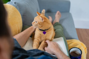 6 دروس يمكن أن تعلمنا إياها قططنا